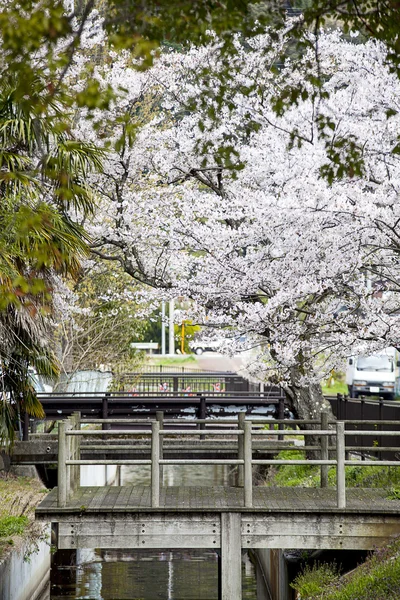 Haijin Osaki Sakura — Stock Photo, Image