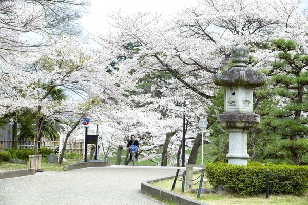 히코네 성 벚꽃 꽃 — 스톡 사진