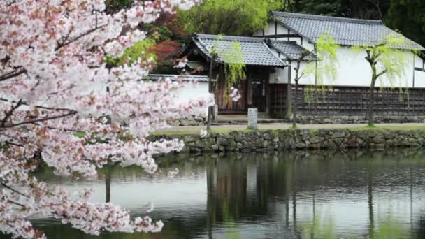 Sakura ładne tło — Wideo stockowe