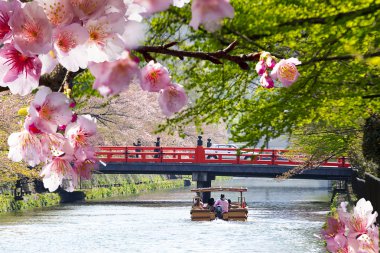 güzel sakura arka plan