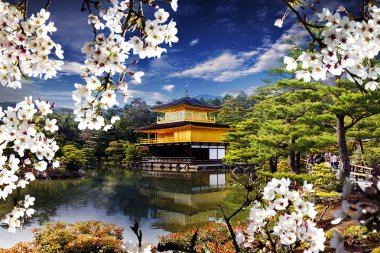 altın rengi Tapınağı ile güzel sakura