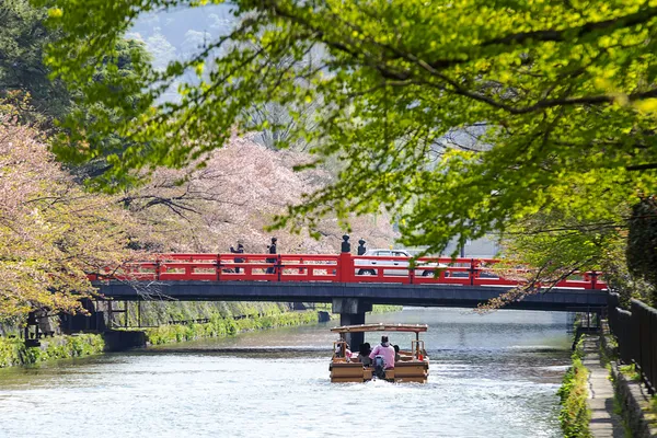 Nice sakura background — Stock Photo, Image