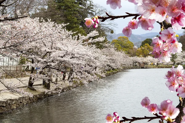 Nice sakura background — Stock Photo, Image