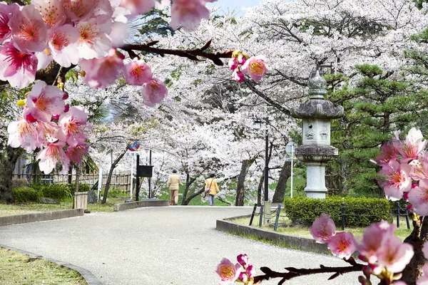 Nice sakura background — Stock Photo, Image