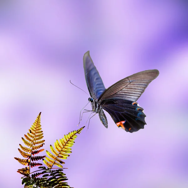 Sommer Hintergrund mit Farnblatt — Stockfoto