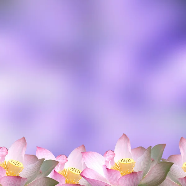 Blossom lotus flower — Stock Photo, Image