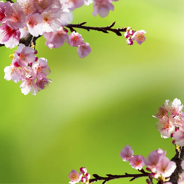 Bom fundo sakura — Fotografia de Stock