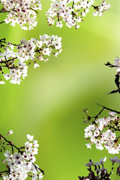 Güzel sakura arka plan — Stok fotoğraf