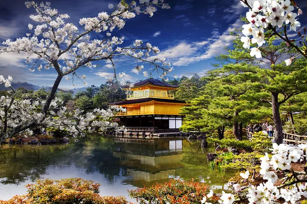 Красивая сакура с золотым цветом храма Лицензионные Стоковые Фото