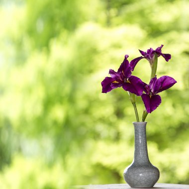 İris çiçeğine yakın plan