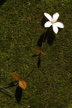 düşmüş tung çiçekler