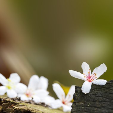 düşmüş tung çiçekler