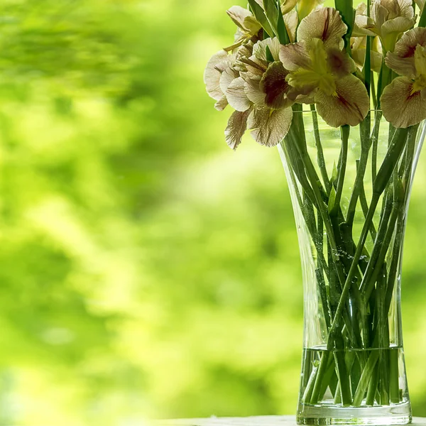 Primo piano del fiore dell'iride — Foto Stock