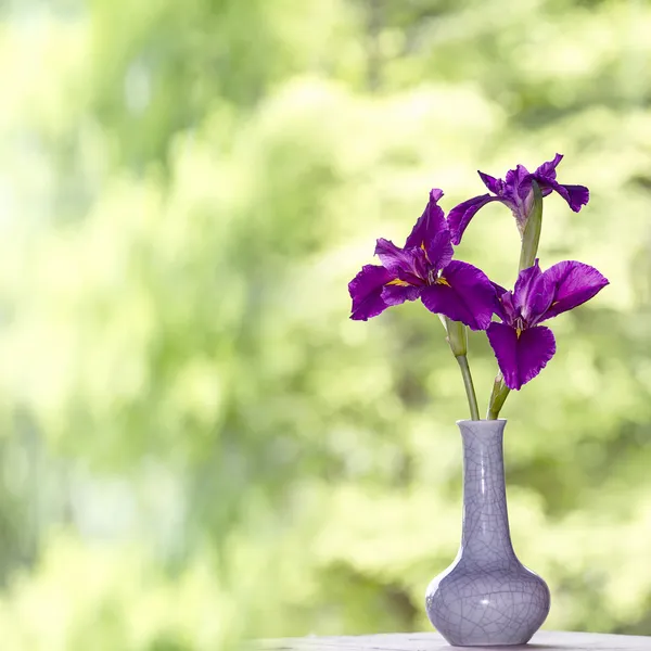 Primo piano del fiore dell'iride — Foto Stock