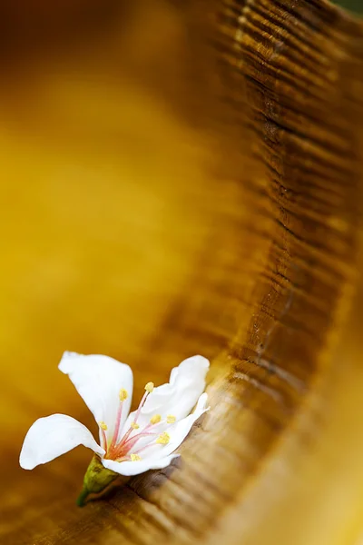 Flores de tungo caídas — Fotografia de Stock