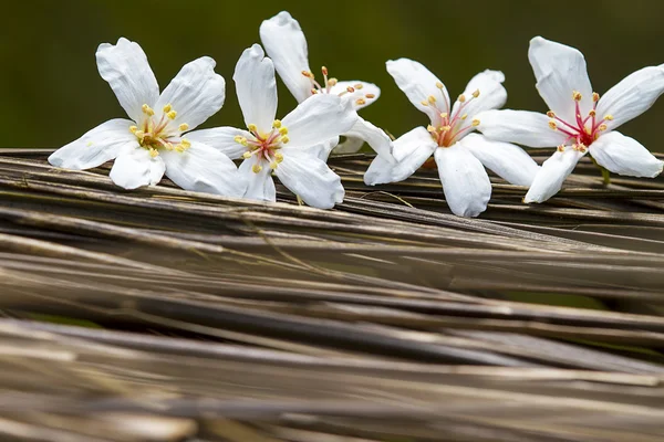 Fallna tung blommor — Stockfoto