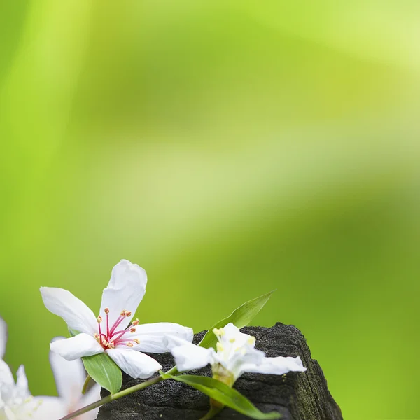 リベンジの桐の花 — ストック写真