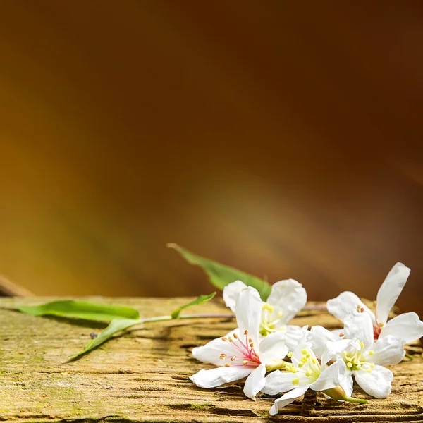 Fallen tung flowers — Stock Photo, Image