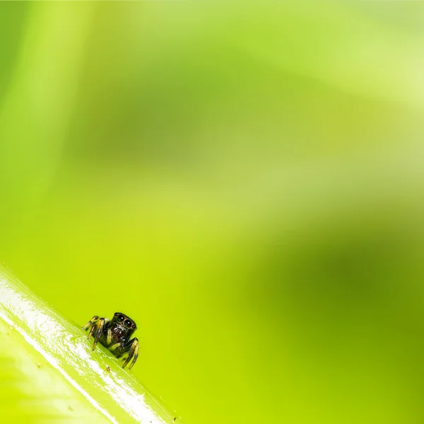 Spinne mit schönem grünen Hintergrund — Stockfoto
