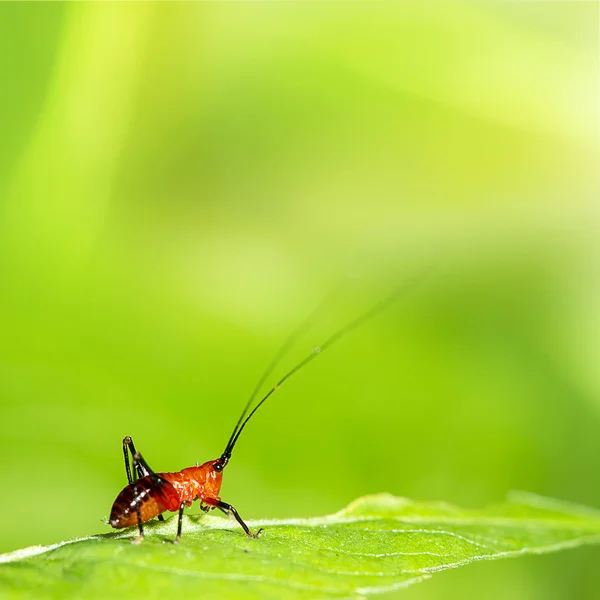 Grasshopper larva — Stock Photo, Image