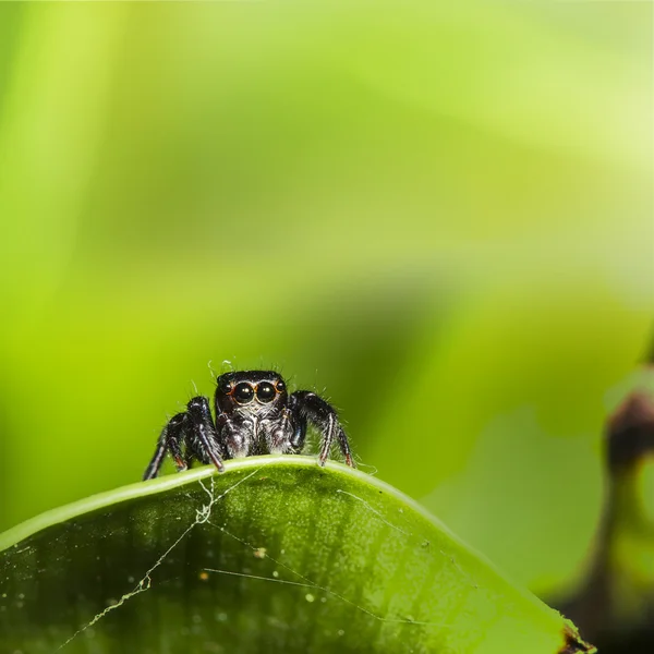 Ragno con bel sfondo verde — Foto Stock