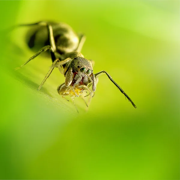 Ant spider is staying on the green — Stock Photo, Image