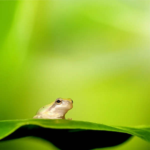 Cavalletto di rana sulla foglia verde — Foto Stock