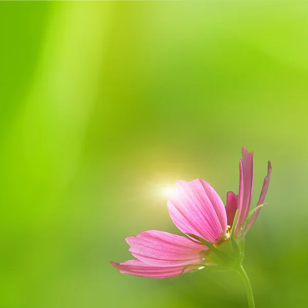 Chrysant bloemen — Stockfoto