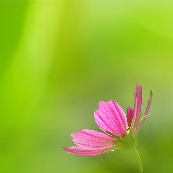 Flores de crisantemo — Foto de Stock