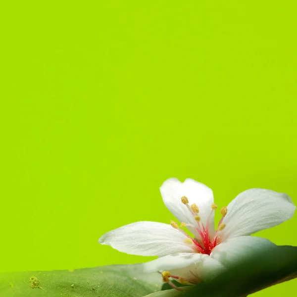 Tung ağaç çiçek olabilir — Stok fotoğraf