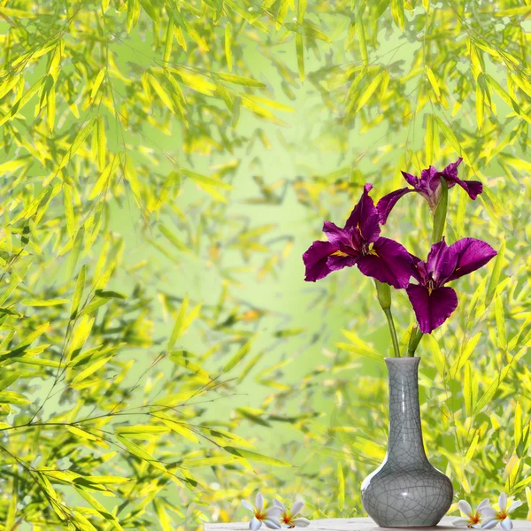 Våririsblomster – stockfoto