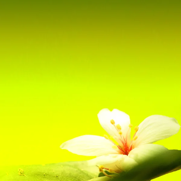 Tung boom bloem in kan — Stockfoto