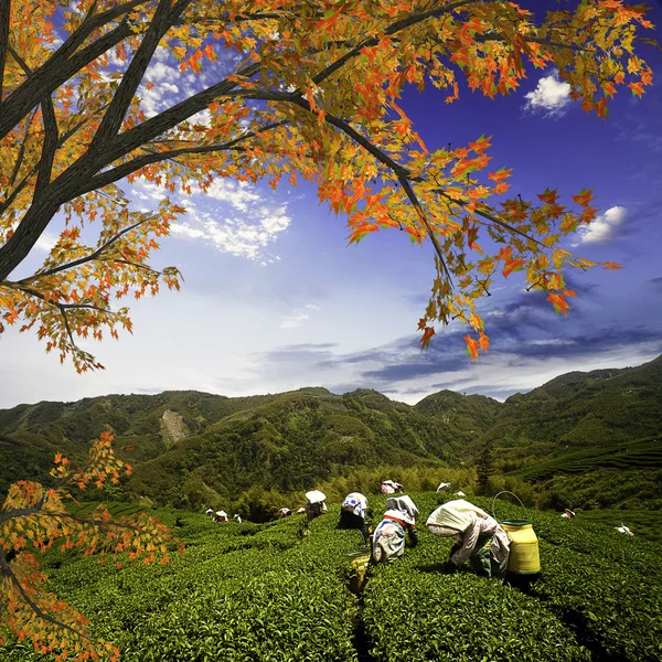 茶山和美丽的枫叶 — 图库照片