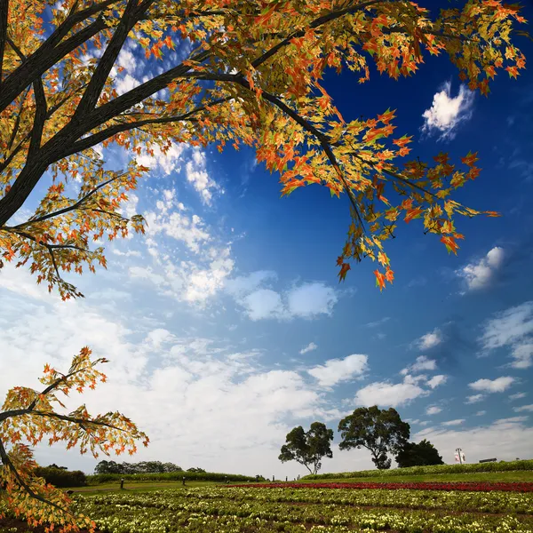 Schöne Blumen und schöner Himmel — Stockfoto