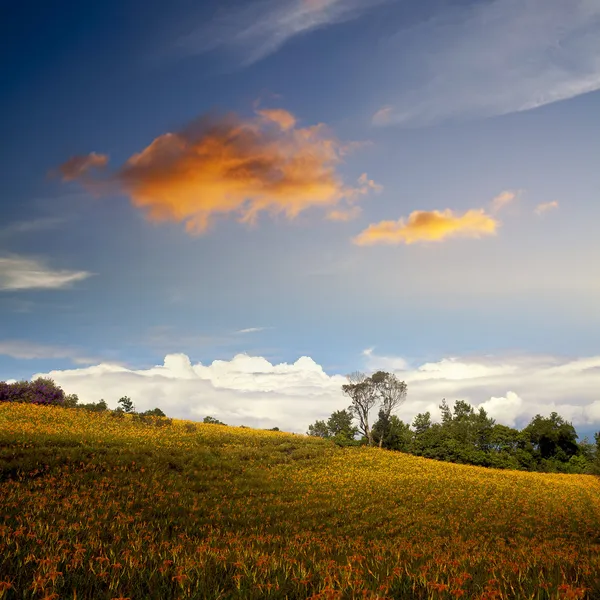 Daglelies bloem op zestig stenen mount — Stockfoto