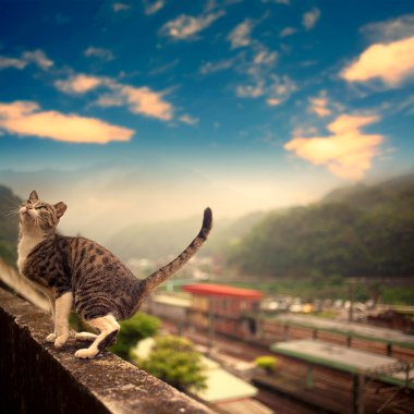 kedi durmak duvar