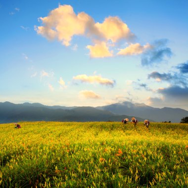 altmış taş mount daylily çiçek