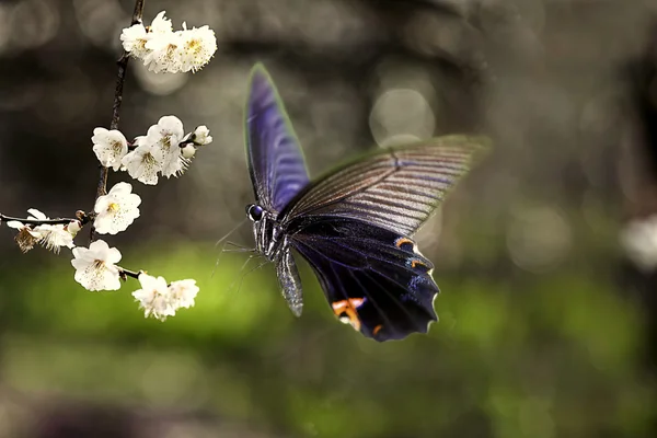 Wielki Motyl tropikalny — Zdjęcie stockowe