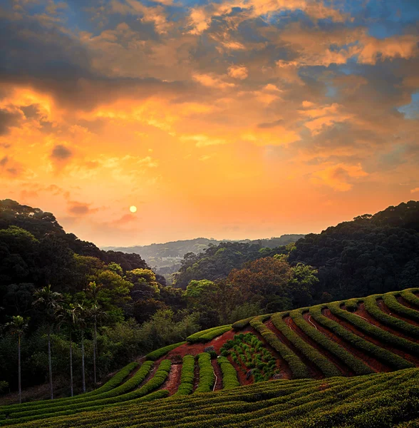 Pôr do sol jardim chá — Fotografia de Stock