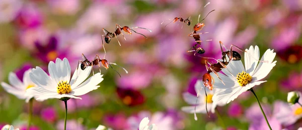 Sedmikráska květ s ant stojí na něm — Stock fotografie