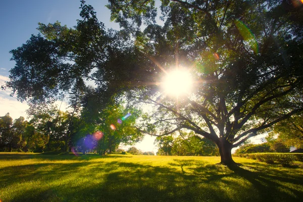 Árboles verdes en el parque y la luz solar —  Fotos de Stock