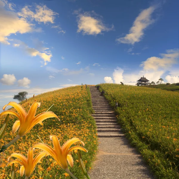 Daylily blomma på sextio sten mount — Stockfoto