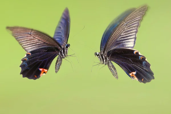 Mariposa tropical grande sentada en el campo de hierba verde con flores — Foto de Stock