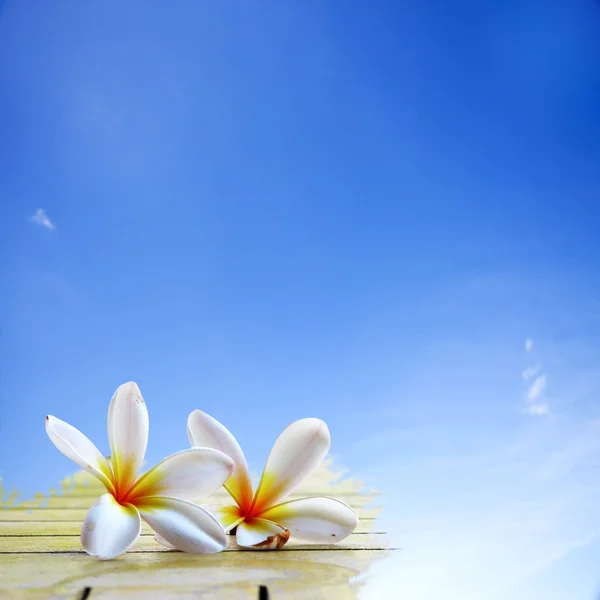 Frangipani blommor — Stockfoto