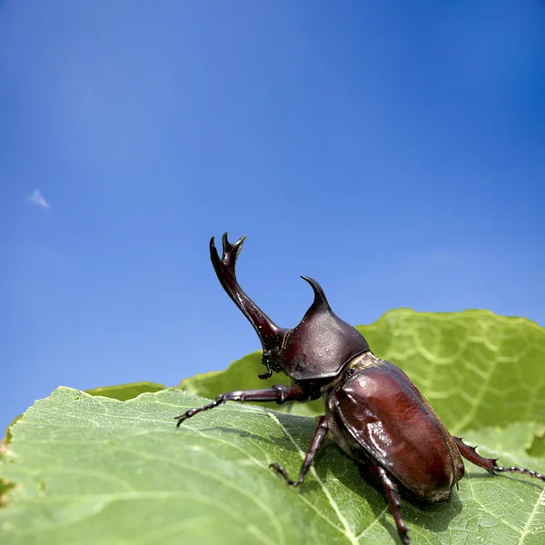 Escarabajo rinoceronte — Foto de Stock