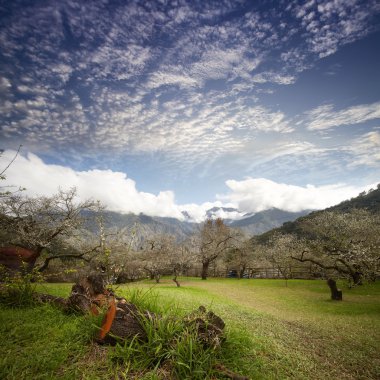 kiraz çiçeği Bahçe