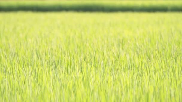 Zielony ryżu pola i zachód słońca — Wideo stockowe