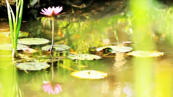 Lotus avec réflexion 