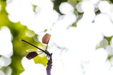 branche üzerinde duran yusufçuklar