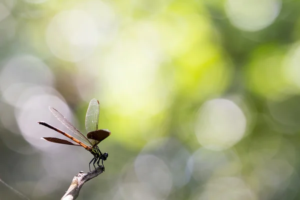 Damselflies de pé na branche — Fotografia de Stock